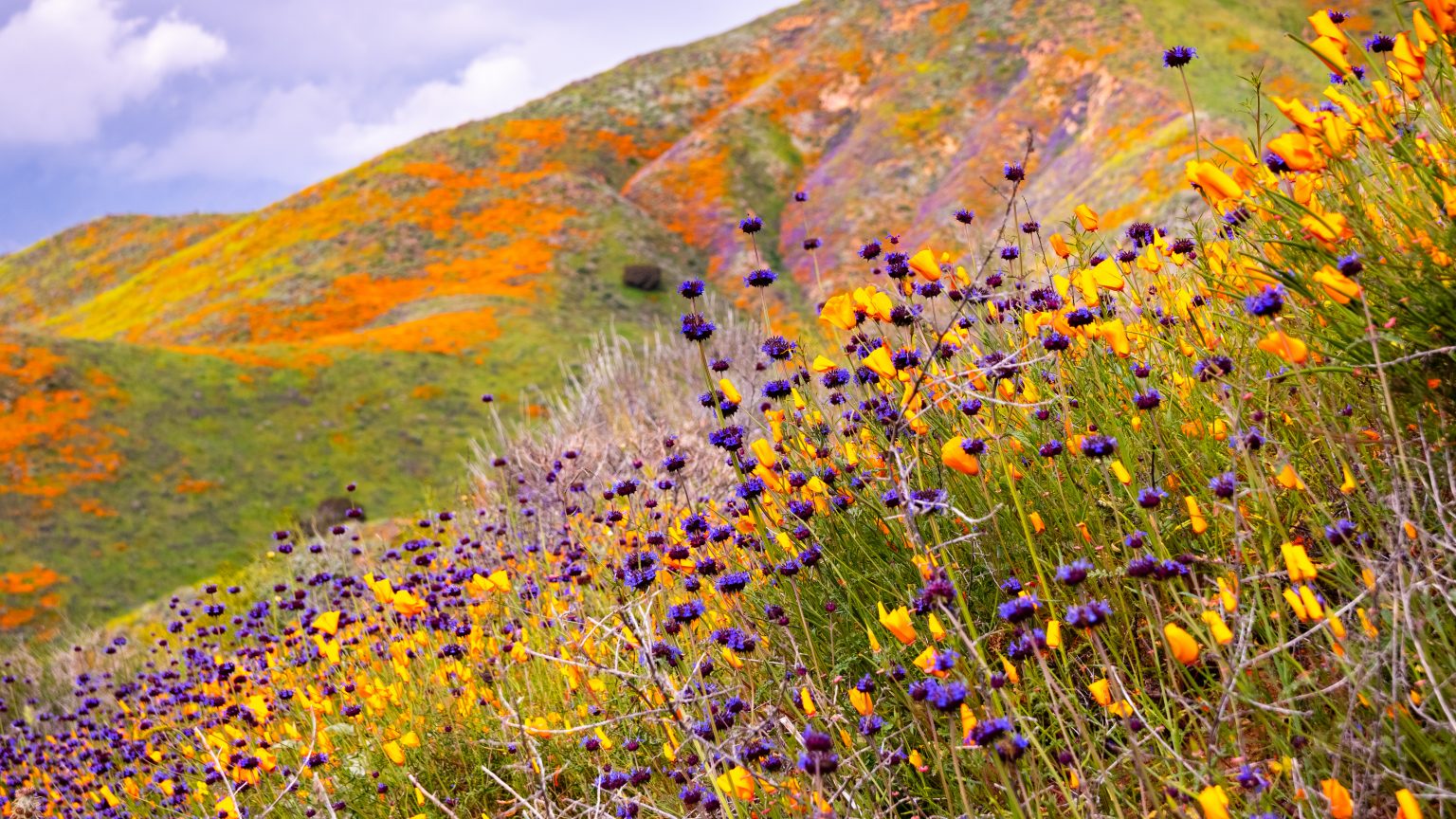 Apportez les couleurs des fleurs de la Californie dans votre maison