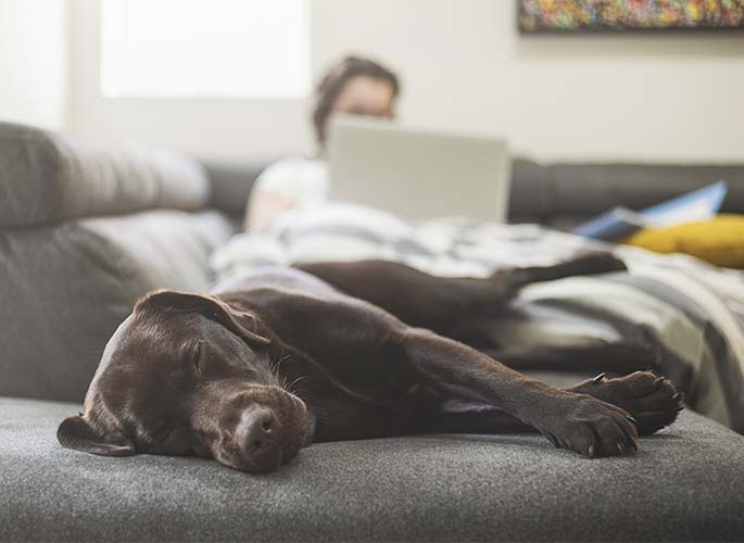 An image of a dog sleeping on a couch. Blurred in the background is a woman on her laptop. Both are peaceful.